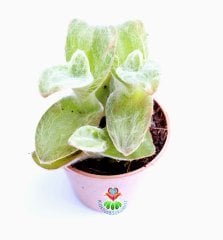Telgraf Çiçeği,Tradescantia Sillamontana-Tüylü Yapraklı- 5,5 cm saksıda-Teraryum,Sukulent, Kaktüs