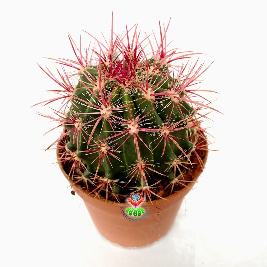 Fuşya Renk Dikenli Kaktüs,Ferocactus Stainesii Pilosus-Büyük Boy Koyu Pembe Çiçek Açar-12 cm saksıda-Teraryum, Sukulent