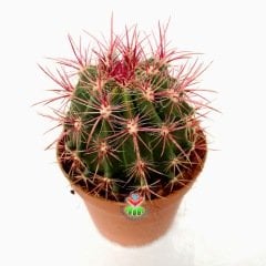 Fuşya Renk Dikenli Kaktüs,Ferocactus Stainesii Pilosus-Büyük Boy Koyu Pembe Çiçek Açar-12 cm saksıda-Teraryum, Sukulent