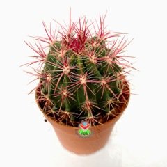 Fuşya Renk Dikenli Kaktüs,Ferocactus Stainesii Pilosus-Büyük Boy Koyu Pembe Çiçek Açar-12 cm saksıda-Teraryum, Sukulent