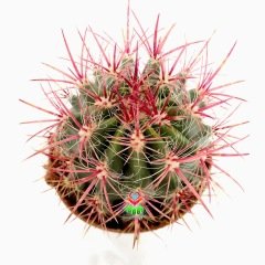 Fuşya Renk Dikenli Kaktüs,Ferocactus Stainesii Pilosus-Büyük Boy Koyu Pembe Çiçek Açar-12 cm saksıda-Teraryum, Sukulent