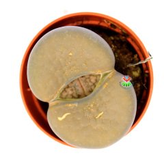 Lithops Groendrayensis- Büyük Taş Kaktüs-5,5 cm Saksıda İthal