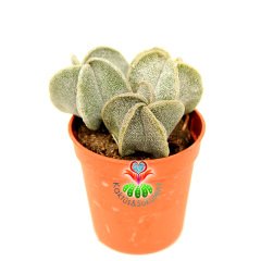 Kaktüs, Astrophytum Myriostigma (Bishop's Cap)-Açık Sarı Renk Çiçek Açar-1 Saksıda En Az 2 Adet-1. Sınıf İthal