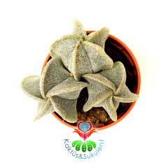 Kaktüs, Astrophytum Myriostigma (Bishop's Cap)-Açık Sarı Renk Çiçek Açar-1 Saksıda En Az 2 Adet-1. Sınıf İthal
