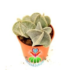 Kaktüs, Astrophytum Myriostigma (Bishop's Cap)-Açık Sarı Renk Çiçek Açar-1 Saksıda En Az 2 Adet-1. Sınıf İthal