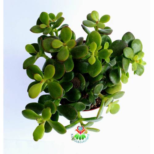 Feng Shui,Crassula Ovata -Çiçekli Büyük Boy Para Ağacı,Şans Uğur Ağacı Büyük Boy 10 cm saksıda,