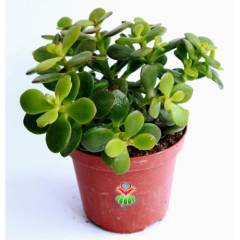 Feng Shui,Crassula Ovata -Çiçekli Büyük Boy Para Ağacı,Şans Uğur Ağacı Büyük Boy 10 cm saksıda,