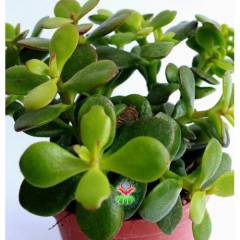 Feng Shui,Crassula Ovata -Çiçekli Büyük Boy Para Ağacı,Şans Uğur Ağacı Büyük Boy 10 cm saksıda,