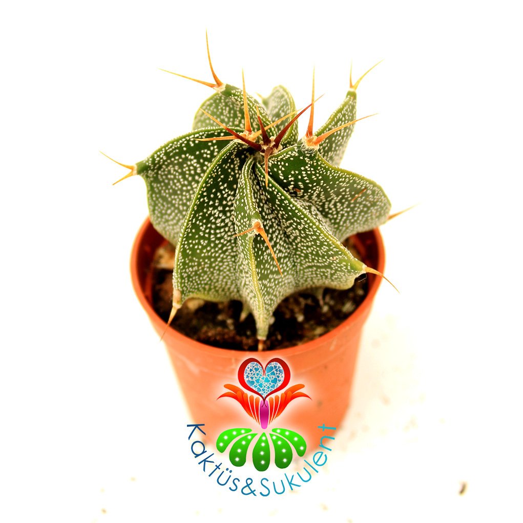 Yıldız Kaktüsü,Astrophytum Ornatum-En Hızlı Büyüyen Astrophytum-5,5 cm Saksı Dolusu