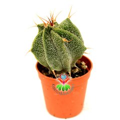 Yıldız Kaktüsü,Astrophytum Ornatum-En Hızlı Büyüyen Astrophytum-5,5 cm Saksı Dolusu