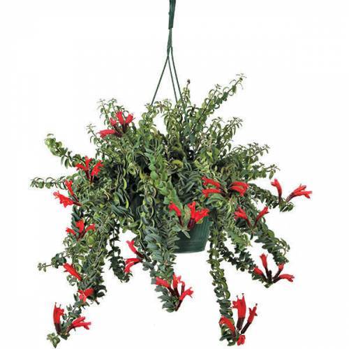 Aeschynanthus 'Twister XL' -Ruj Çiçeği -Lipstick Plant Kırmızı renk Çiçek Açar