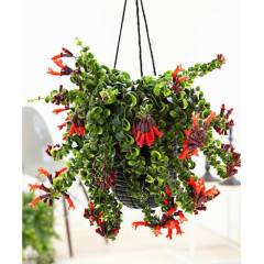 Aeschynanthus 'Twister XL' -Ruj Çiçeği -Lipstick Plant Kırmızı renk Çiçek Açar