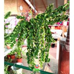 Aeschynanthus 'Twister XL' -Ruj Çiçeği -Lipstick Plant Kırmızı renk Çiçek Açar