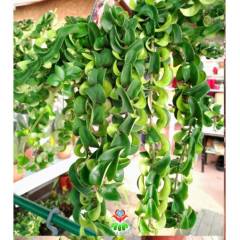 Aeschynanthus 'Twister XL' -Ruj Çiçeği -Lipstick Plant Kırmızı renk Çiçek Açar