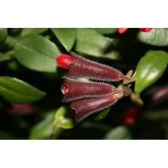 Aeschynanthus 'Twister XL' -Ruj Çiçeği -Lipstick Plant Kırmızı renk Çiçek Açar