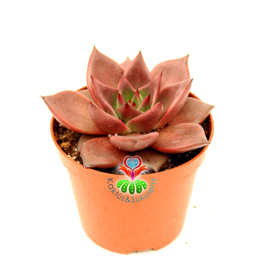 Echeveria 'Taurus' - Doğal Kırmızı Renk Sukulent-8.5 cm Saksıda-Rengi Güneşte Koyulaşır-1.Sınıf İthal