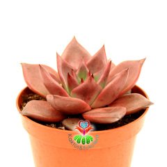 Echeveria 'Taurus' - Doğal Kırmızı Renk Sukulent-8.5 cm Saksıda-Rengi Güneşte Koyulaşır-1.Sınıf İthal