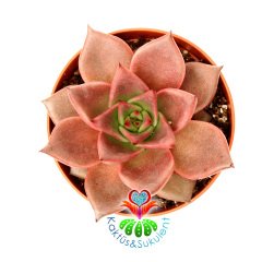 Echeveria 'Taurus' - Doğal Kırmızı Renk Sukulent-8.5 cm Saksıda-Rengi Güneşte Koyulaşır-1.Sınıf İthal