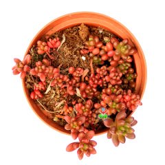Sedum Rubrotinctum - Red Jelly Beans-Kırmızı Sedum -5,5 cm Saksıda İthal