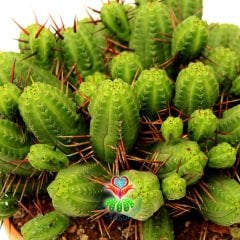 Euphorbia Mammillaris - Mükemmel Formlu Bol Dallı Çok Şık Büyük Kaktüs - 20 cm Saksıda-Minik Sarı Çiçek Açar