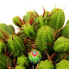 Euphorbia Mammillaris - Mükemmel Formlu Bol Dallı Çok Şık Büyük Kaktüs - 20 cm Saksıda-Minik Sarı Çiçek Açar