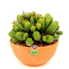 Euphorbia Mammillaris - Mükemmel Formlu Bol Dallı Çok Şık Büyük Kaktüs - 20 cm Saksıda-Minik Sarı Çiçek Açar