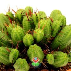 Euphorbia Mammillaris - Mükemmel Formlu Bol Dallı Çok Şık Büyük Kaktüs - 20 cm Saksıda-Minik Sarı Çiçek Açar
