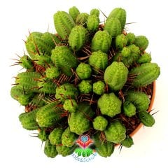 Euphorbia Mammillaris - Mükemmel Formlu Bol Dallı Çok Şık Büyük Kaktüs - 20 cm Saksıda-Minik Sarı Çiçek Açar