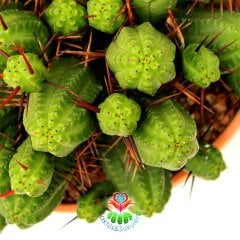 Euphorbia Mammillaris - Mükemmel Formlu Bol Dallı Çok Şık Büyük Kaktüs - 20 cm Saksıda-Minik Sarı Çiçek Açar