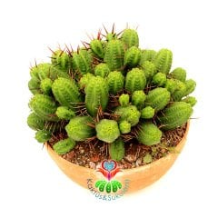 Euphorbia Mammillaris - Mükemmel Formlu Bol Dallı Çok Şık Büyük Kaktüs - 20 cm Saksıda-Minik Sarı Çiçek Açar