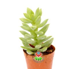 Sedum Morganianum -Sarkıcı Sedum 5,5 cm Saksıda