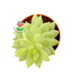 Sedum Morganianum -Sarkıcı Sedum 5,5 cm Saksıda