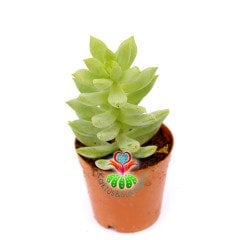 Sedum Morganianum -Sarkıcı Sedum 5,5 cm Saksıda