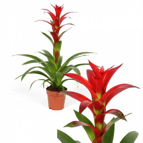 Guzmania Ostara, Guzmanya- Kırmızı Yıldız - 10,5 cm saksıda- 50 cm Boy Guzmania Lingulata