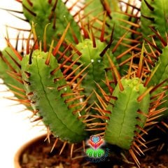 Euphorbia Enopla-Dev Boy 20 cm Saksıda-Çok Şık-Çok Dallı Büyük Boy Kaktüs-Küçük Sarı Renk Çiçek Açar