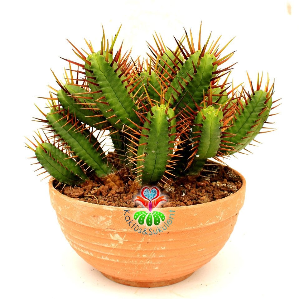 Euphorbia Enopla-Dev Boy 20 cm Saksıda-Çok Şık-Çok Dallı Büyük Boy Kaktüs-Küçük Sarı Renk Çiçek Açar