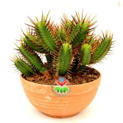 Euphorbia Enopla-Dev Boy 20 cm Saksıda-Çok Şık-Çok Dallı Büyük Boy Kaktüs-Küçük Sarı Renk Çiçek Açar