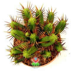 Euphorbia Enopla-Dev Boy 20 cm Saksıda-Çok Şık-Çok Dallı Büyük Boy Kaktüs-Küçük Sarı Renk Çiçek Açar