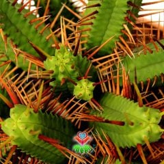 Euphorbia Enopla-Dev Boy 20 cm Saksıda-Çok Şık-Çok Dallı Büyük Boy Kaktüs-Küçük Sarı Renk Çiçek Açar