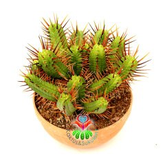 Euphorbia Enopla-Dev Boy 20 cm Saksıda-Çok Şık-Çok Dallı Büyük Boy Kaktüs-Küçük Sarı Renk Çiçek Açar