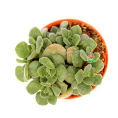 Sedum Spathulifolium-Dayanıklı Yayılıcı Tür-5,5 cm Saksıda