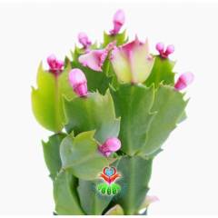 Yılbaşı Çiçeği,Zygokaktus Pembe Çiçek Açar 5,5 cm saksıda Yılbaşı Kaktüsü