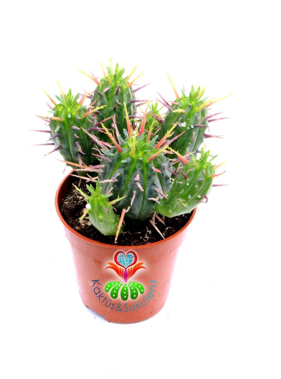 Euphorbia Ferox- Tahta Dikenli-Bol Bol Dal Çıkaran 5,5 cm Saksıda Kaktüs-Sarı Renk Çiçek Açar-1.Sınıf İthal