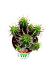 Euphorbia Ferox- Tahta Dikenli-Bol Bol Dal Çıkaran 5,5 cm Saksıda Kaktüs-Sarı Renk Çiçek Açar-1.Sınıf İthal