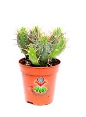 Euphorbia Ferox- Tahta Dikenli-Bol Bol Dal Çıkaran 5,5 cm Saksıda Kaktüs-Sarı Renk Çiçek Açar-1.Sınıf İthal