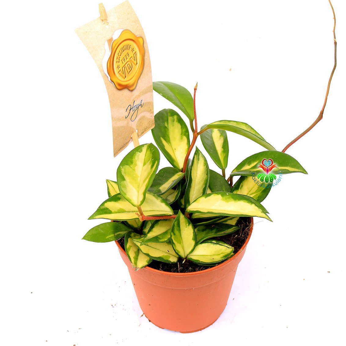 Hoya Carnosa Variegata Tricolor -Kokulu Mum Çiçeği  -10,5 cm Saksıda