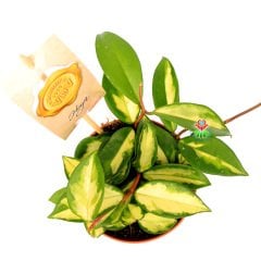 Hoya Carnosa Variegata Tricolor -Kokulu Mum Çiçeği  -10,5 cm Saksıda