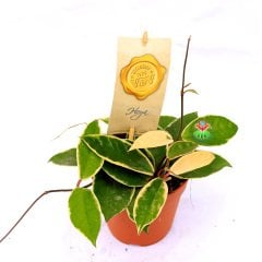Hoya Carnosa ''Krimson Queen''-Kokulu Mum Çiçeği 20cm -10,5 cm Saksıda