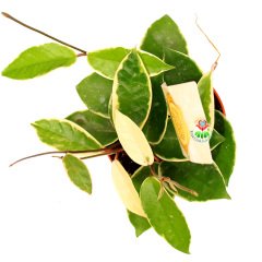 Hoya Carnosa ''Krimson Queen''-Kokulu Mum Çiçeği 20cm -10,5 cm Saksıda
