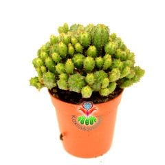 Euphorbia Mitriformis Dwarf Type-Cüce Tip Bir Saksıda çoklu Kaktüs -5,5 cm Saksıda-Teraryum